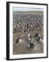 Imperial Shag also Called King Shag in a Huge Rookery-Martin Zwick-Framed Photographic Print