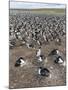 Imperial Shag also Called King Shag in a Huge Rookery-Martin Zwick-Mounted Photographic Print