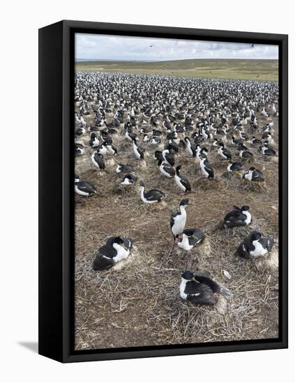 Imperial Shag also Called King Shag in a Huge Rookery-Martin Zwick-Framed Stretched Canvas