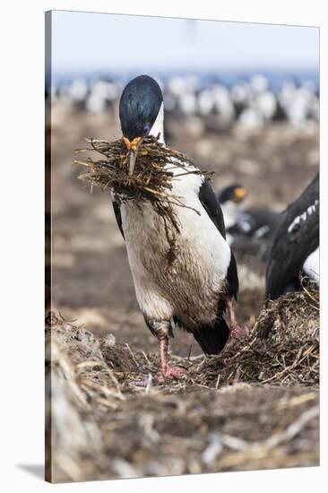 Imperial Shag also Called King Shag in a Huge Rookery-Martin Zwick-Stretched Canvas