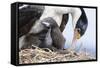 Imperial Shag in a Huge Rookery. Adult with Chick in Nest-Martin Zwick-Framed Stretched Canvas