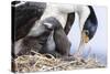 Imperial Shag in a Huge Rookery. Adult with Chick in Nest-Martin Zwick-Stretched Canvas