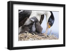 Imperial Shag in a Huge Rookery. Adult with Chick in Nest-Martin Zwick-Framed Photographic Print