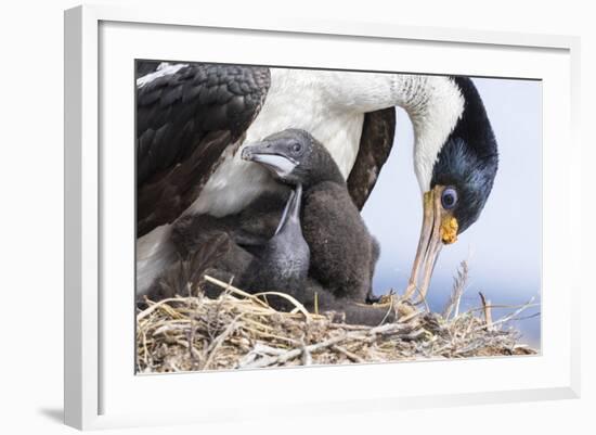 Imperial Shag in a Huge Rookery. Adult with Chick in Nest-Martin Zwick-Framed Photographic Print