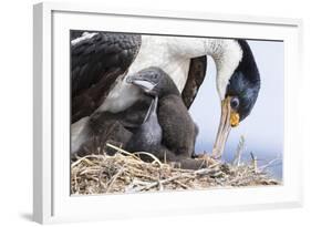 Imperial Shag in a Huge Rookery. Adult with Chick in Nest-Martin Zwick-Framed Photographic Print