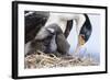 Imperial Shag in a Huge Rookery. Adult with Chick in Nest-Martin Zwick-Framed Photographic Print