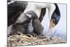 Imperial Shag in a Huge Rookery. Adult with Chick in Nest-Martin Zwick-Mounted Photographic Print