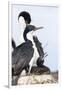 Imperial Shag in a Huge Rookery. Adult with Chick in Nest-Martin Zwick-Framed Photographic Print