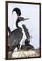 Imperial Shag in a Huge Rookery. Adult with Chick in Nest-Martin Zwick-Framed Photographic Print