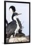 Imperial Shag in a Huge Rookery. Adult with Chick in Nest-Martin Zwick-Framed Photographic Print