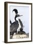 Imperial Shag in a Huge Rookery. Adult with Chick in Nest-Martin Zwick-Framed Photographic Print