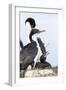 Imperial Shag in a Huge Rookery. Adult with Chick in Nest-Martin Zwick-Framed Photographic Print