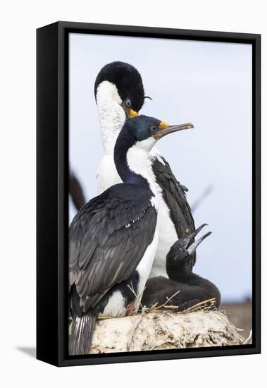 Imperial Shag in a Huge Rookery. Adult with Chick in Nest-Martin Zwick-Framed Stretched Canvas