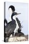 Imperial Shag in a Huge Rookery. Adult with Chick in Nest-Martin Zwick-Stretched Canvas