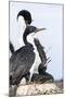 Imperial Shag in a Huge Rookery. Adult with Chick in Nest-Martin Zwick-Mounted Photographic Print