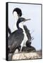 Imperial Shag in a Huge Rookery. Adult with Chick in Nest-Martin Zwick-Framed Stretched Canvas