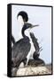 Imperial Shag in a Huge Rookery. Adult with Chick in Nest-Martin Zwick-Framed Stretched Canvas