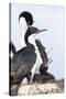 Imperial Shag in a Huge Rookery. Adult with Chick in Nest-Martin Zwick-Stretched Canvas