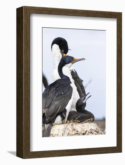 Imperial Shag in a Huge Rookery. Adult with Chick in Nest-Martin Zwick-Framed Photographic Print