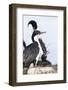 Imperial Shag in a Huge Rookery. Adult with Chick in Nest-Martin Zwick-Framed Photographic Print