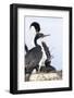 Imperial Shag in a Huge Rookery. Adult with Chick in Nest-Martin Zwick-Framed Photographic Print