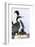 Imperial Shag in a Huge Rookery. Adult with Chick in Nest-Martin Zwick-Framed Photographic Print