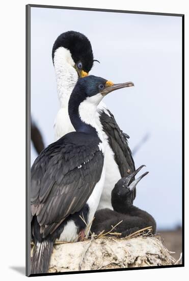 Imperial Shag in a Huge Rookery. Adult with Chick in Nest-Martin Zwick-Mounted Photographic Print