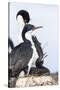 Imperial Shag in a Huge Rookery. Adult with Chick in Nest-Martin Zwick-Stretched Canvas