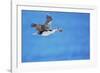 Imperial shag (Leucocarbo atriceps) in flight carrying nesting material-Marco Simoni-Framed Photographic Print