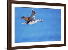 Imperial shag (Leucocarbo atriceps) in flight carrying nesting material-Marco Simoni-Framed Photographic Print