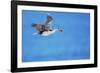 Imperial shag (Leucocarbo atriceps) in flight carrying nesting material-Marco Simoni-Framed Photographic Print