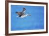 Imperial shag (Leucocarbo atriceps) in flight carrying nesting material-Marco Simoni-Framed Photographic Print