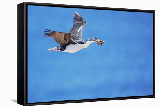 Imperial shag (Leucocarbo atriceps) in flight carrying nesting material-Marco Simoni-Framed Stretched Canvas