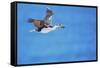 Imperial shag (Leucocarbo atriceps) in flight carrying nesting material-Marco Simoni-Framed Stretched Canvas