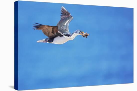 Imperial shag (Leucocarbo atriceps) in flight carrying nesting material-Marco Simoni-Stretched Canvas