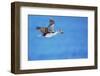 Imperial shag (Leucocarbo atriceps) in flight carrying nesting material-Marco Simoni-Framed Photographic Print