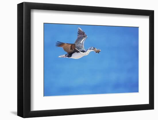 Imperial shag (Leucocarbo atriceps) in flight carrying nesting material-Marco Simoni-Framed Photographic Print