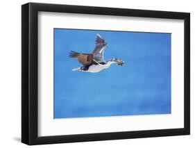 Imperial shag (Leucocarbo atriceps) in flight carrying nesting material-Marco Simoni-Framed Photographic Print