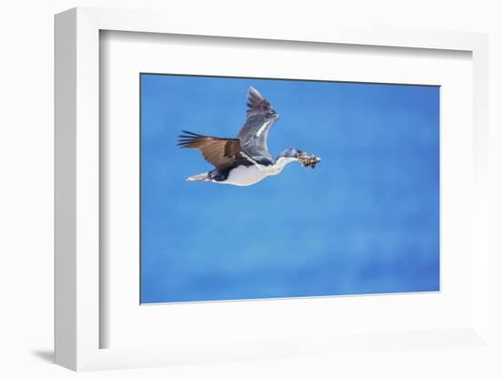 Imperial shag (Leucocarbo atriceps) in flight carrying nesting material-Marco Simoni-Framed Photographic Print