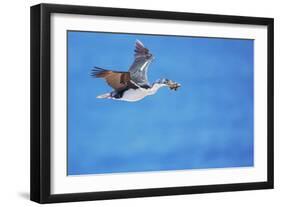 Imperial shag (Leucocarbo atriceps) in flight carrying nesting material-Marco Simoni-Framed Photographic Print