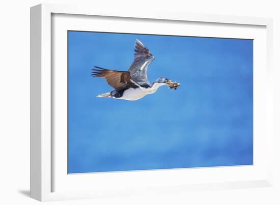 Imperial shag (Leucocarbo atriceps) in flight carrying nesting material-Marco Simoni-Framed Photographic Print