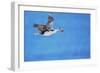 Imperial shag (Leucocarbo atriceps) in flight carrying nesting material-Marco Simoni-Framed Photographic Print