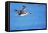 Imperial shag (Leucocarbo atriceps) in flight carrying nesting material-Marco Simoni-Framed Stretched Canvas