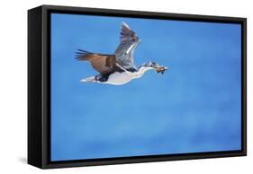 Imperial shag (Leucocarbo atriceps) in flight carrying nesting material-Marco Simoni-Framed Stretched Canvas