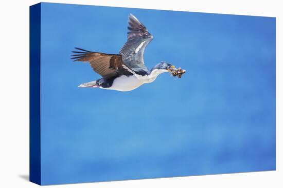 Imperial shag (Leucocarbo atriceps) in flight carrying nesting material-Marco Simoni-Stretched Canvas