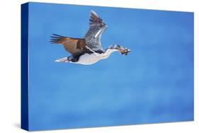 Imperial shag (Leucocarbo atriceps) in flight carrying nesting material-Marco Simoni-Stretched Canvas
