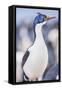 Imperial shag (Leucocarbo atriceps), Sea Lion Island, Falkland Islands, South America-Marco Simoni-Framed Stretched Canvas