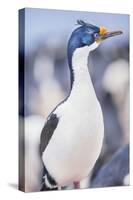 Imperial shag (Leucocarbo atriceps), Sea Lion Island, Falkland Islands, South America-Marco Simoni-Stretched Canvas