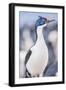 Imperial shag (Leucocarbo atriceps), Sea Lion Island, Falkland Islands, South America-Marco Simoni-Framed Photographic Print