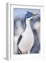 Imperial shag (Leucocarbo atriceps), Sea Lion Island, Falkland Islands, South America-Marco Simoni-Framed Photographic Print